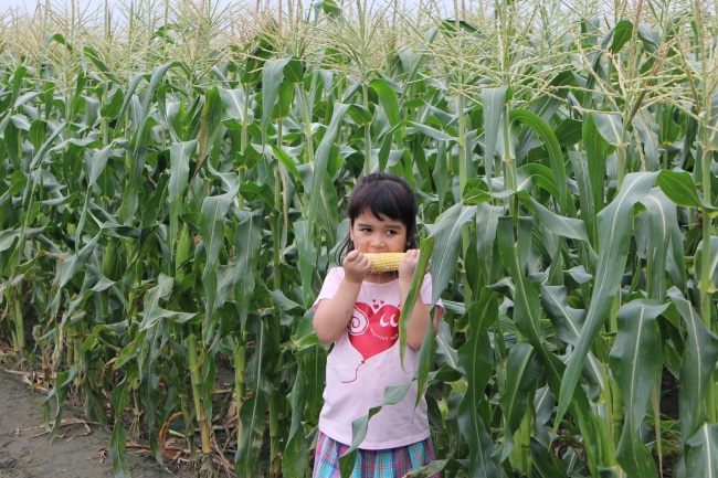 小女孩和甜玉米